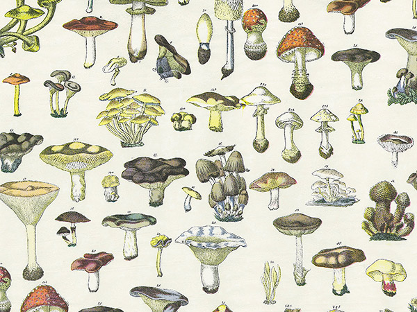 Vintage Mushrooms Tissue Paper, 20x30", Bulk 240 Sheet Pack