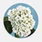 Hydrangea