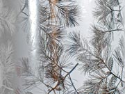 Silver Pine Boughs Metallized
